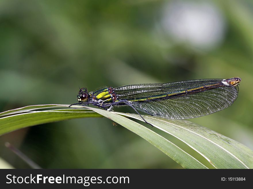 Dragonfly sitting on the leaf