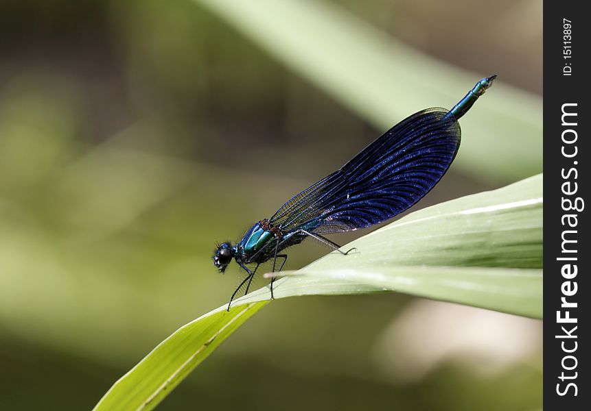 Dragonfly sitting on the leaf