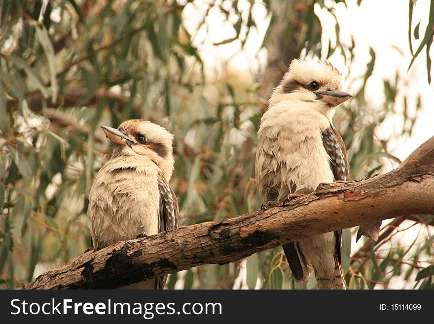 Picture of two kookaburra in a tree
