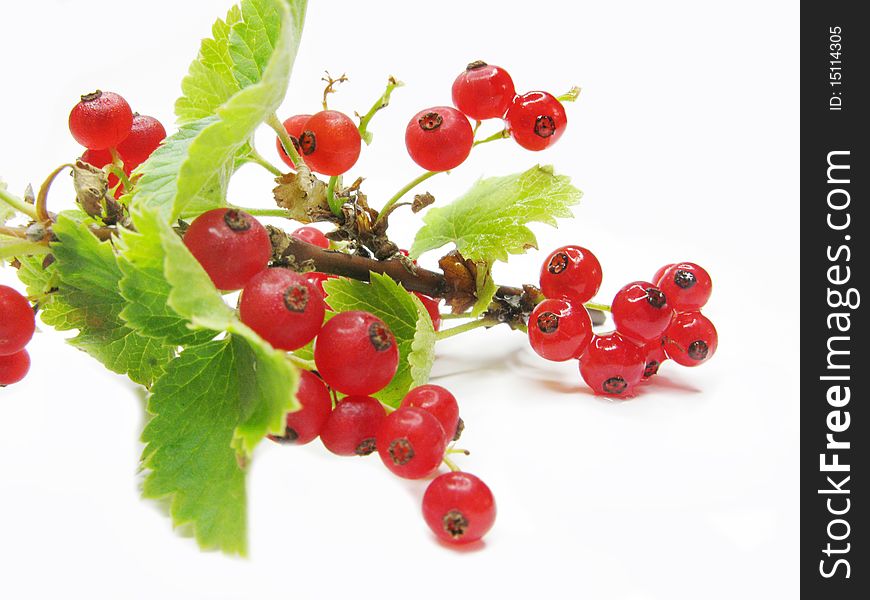 Red currant berries with leaves on branch