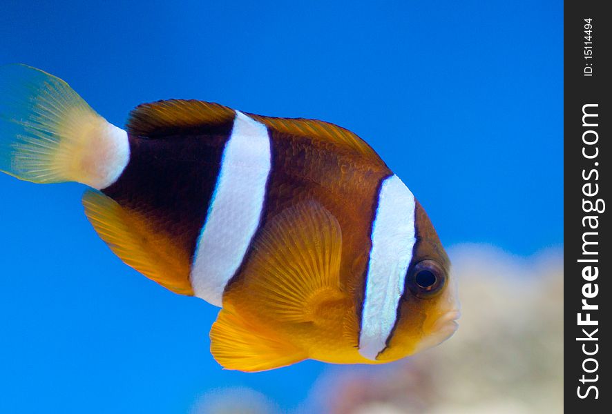 Small orange fish clown in blue water. Small orange fish clown in blue water