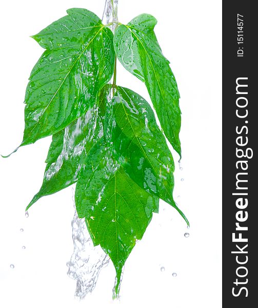 Beautiful green leaf over white background and splash water