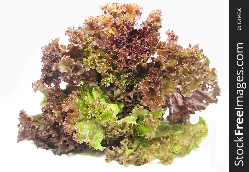 Salad lettuce vegetable isolated on white. Salad lettuce vegetable isolated on white