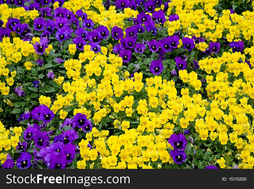 Field of beautiful violet and yellow pancies. Field of beautiful violet and yellow pancies