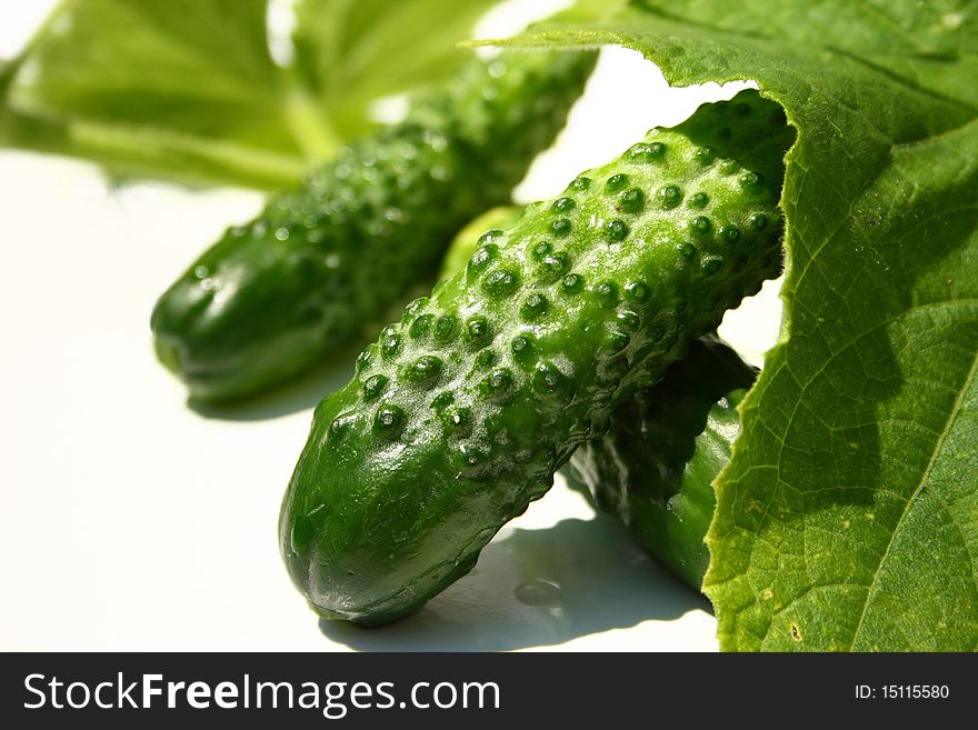 Fresh cucumbers and leafs from them on white background
