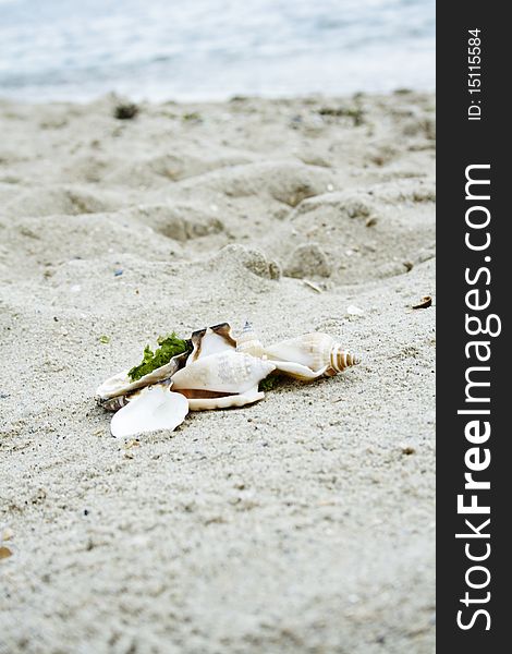 Shells on beach sand by the sea
