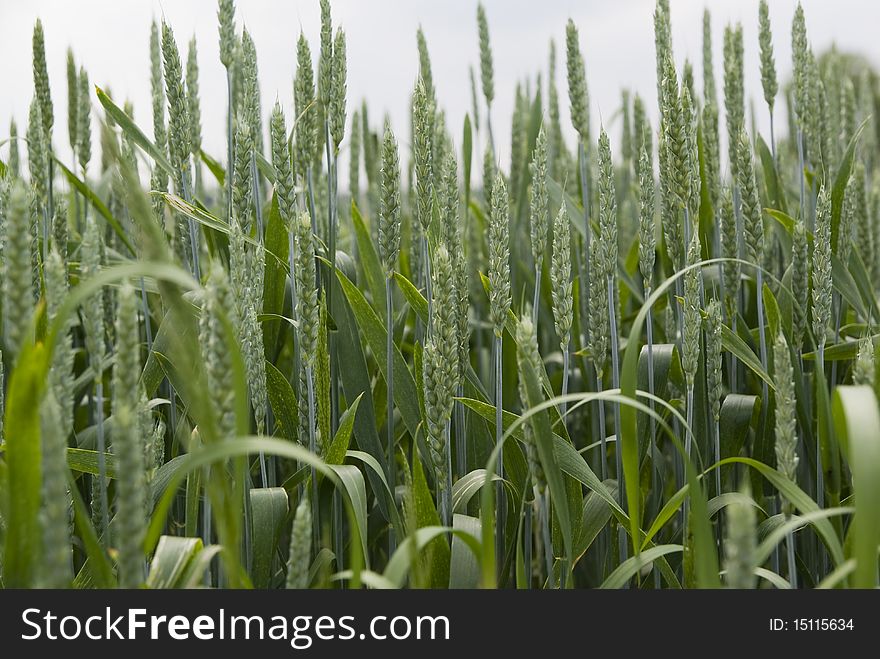 Cultivation field of unripe green wheat as background