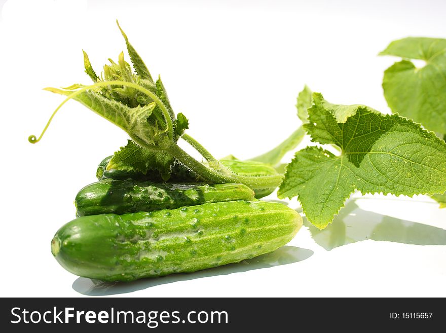 Fresh green cucumbers with plant on white background. Fresh green cucumbers with plant on white background