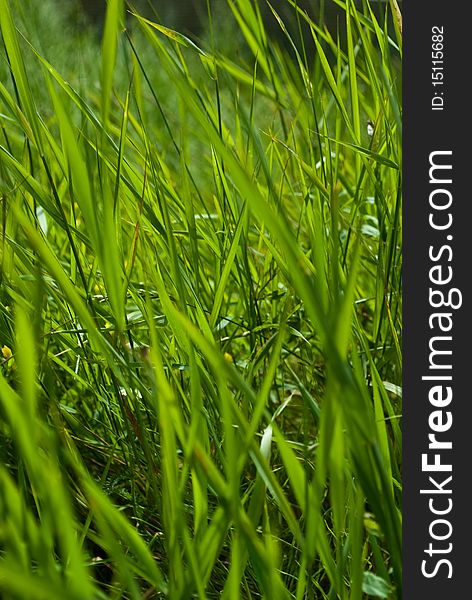 Makro taken of long green summer grass