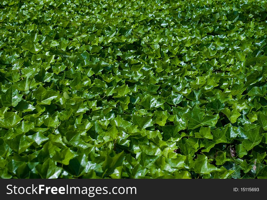 Carpet of green summer leafs a bright sunny day. Carpet of green summer leafs a bright sunny day