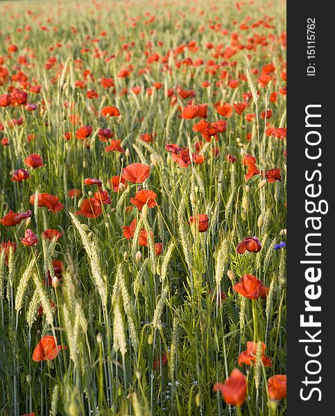 Unripe rye and red poppy on field