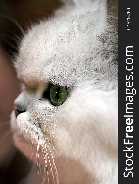 Close-up portrait of a white persian cat with green eyes. Close-up portrait of a white persian cat with green eyes