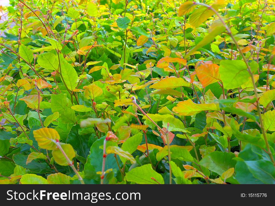 Carpet Of Green And Yellow Leafs