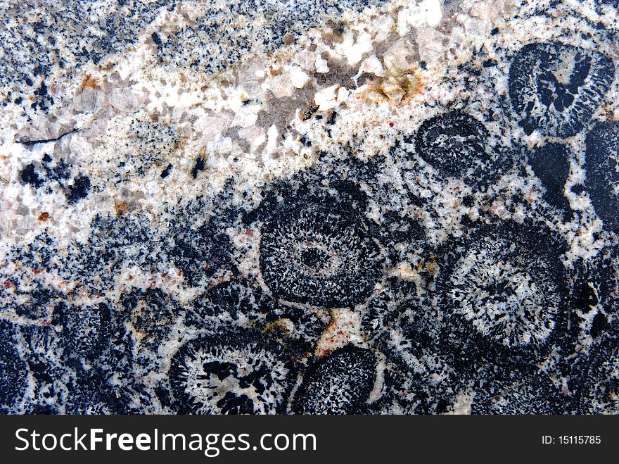 A beautiful collection of captured fossils in stone, enjoy. A beautiful collection of captured fossils in stone, enjoy