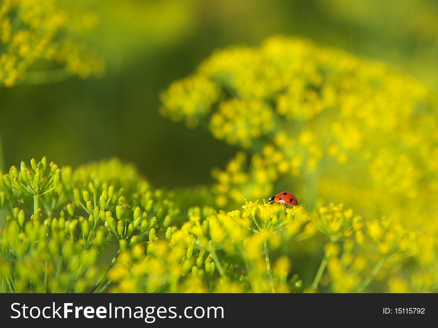 Ladybug on dill flower. Macro scene. Composition of nature.