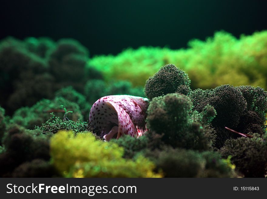 Red and white sea shell between seaweed