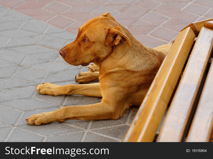 The lonely red dog lays near a bench in the street. The lonely red dog lays near a bench in the street