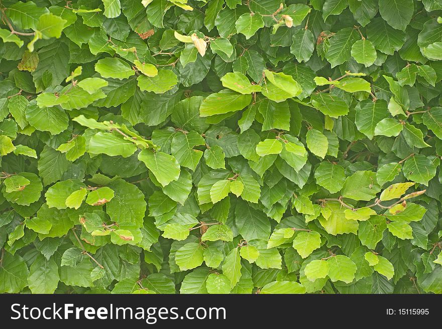 An image of a fresh green hedge of beech leaves in early summer. An image of a fresh green hedge of beech leaves in early summer.