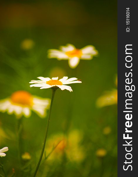 Chamomile flower in a grass field