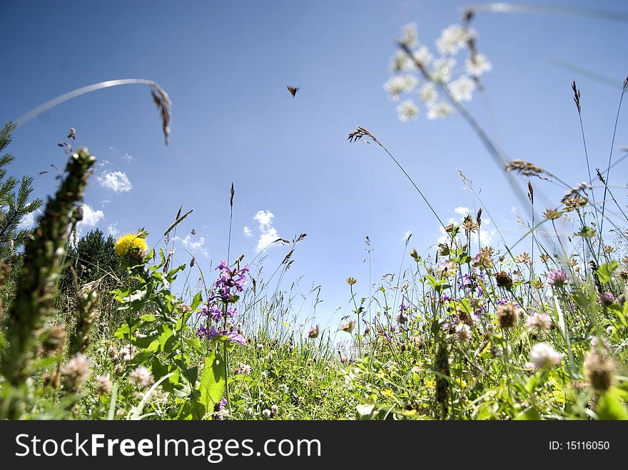 Butterfly And Herbs