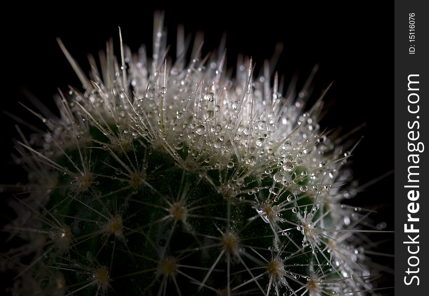 Cactus with water droplets, on black background