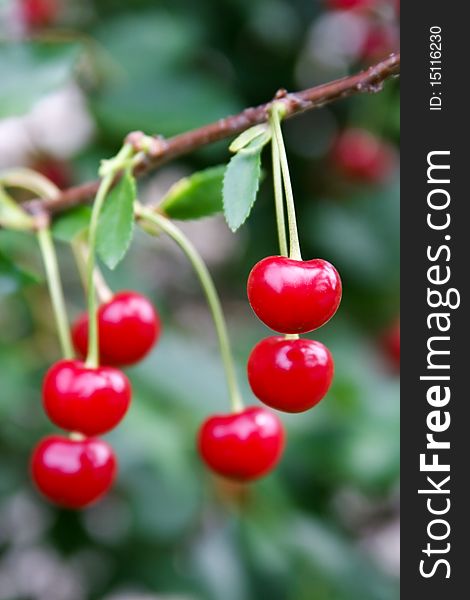 Ripe garden-stuffs of cherry on a branch. Ripe garden-stuffs of cherry on a branch