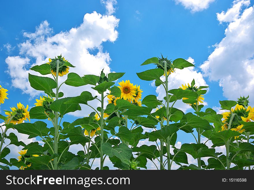 Sunflowers And Sky