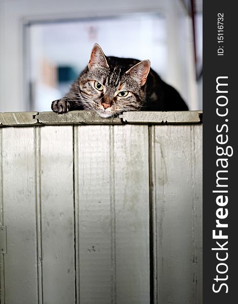 A silver tabby cat lounging around on top of an antique hutch. A silver tabby cat lounging around on top of an antique hutch.