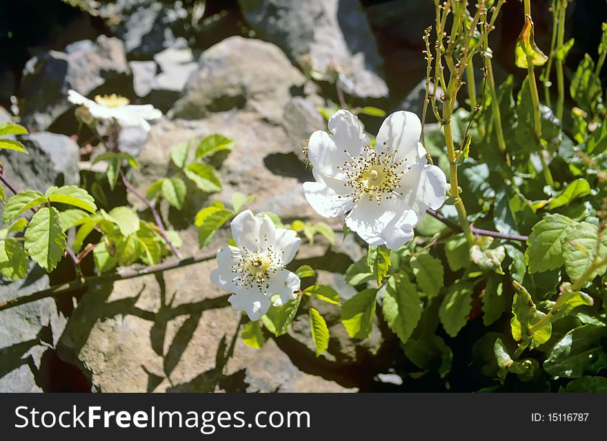 White Dog Rose (Rosa canina). It grows in open woodland, scrub, hedges and wasteground, and beside roads, paths and railways.