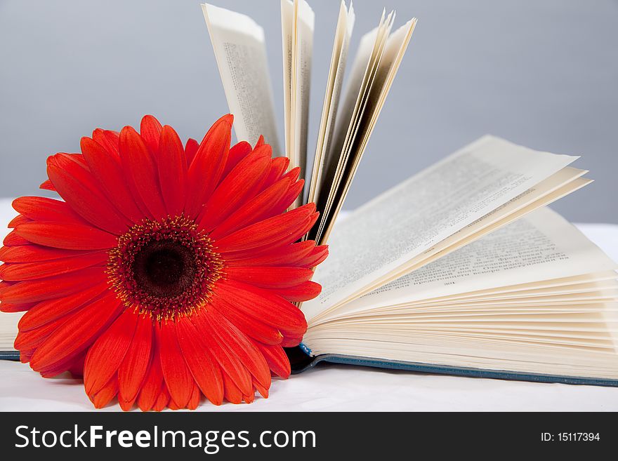 Red Gerbera On The Open Book