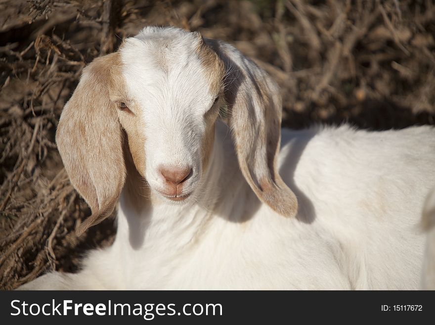 A baby goat laying down and relaxing in the pasture. A baby goat laying down and relaxing in the pasture.