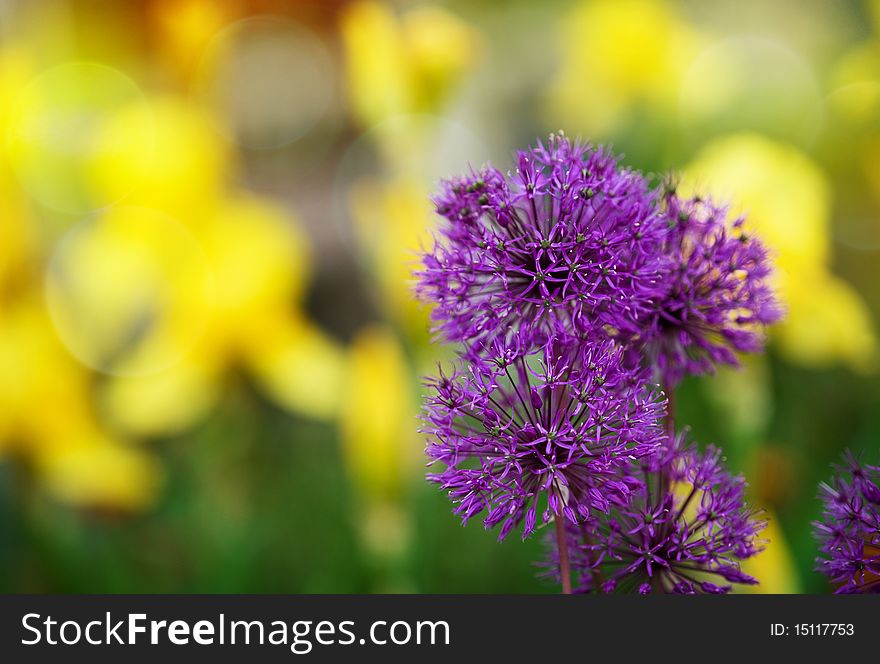 Purple cornflowers