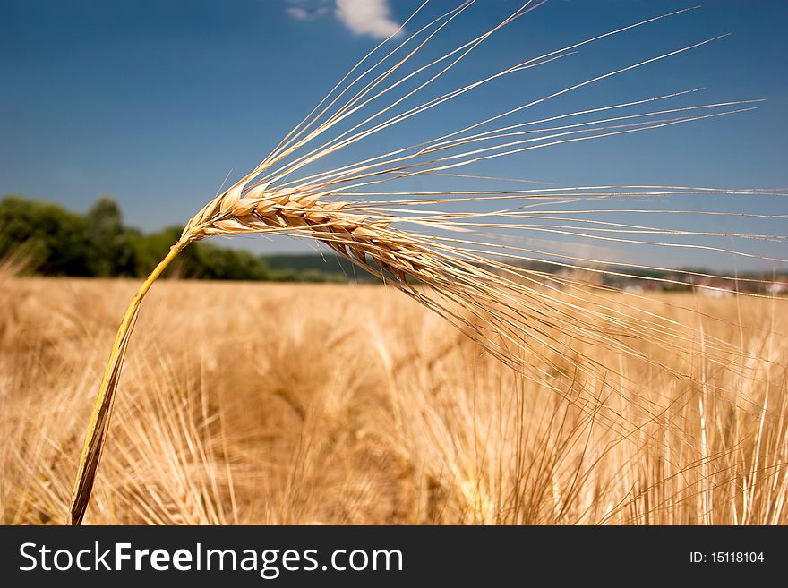 Ripe barley head in fromt of a field