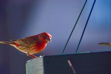 Cardinal At The Feeder In The Sunlight Royalty Free Stock Image