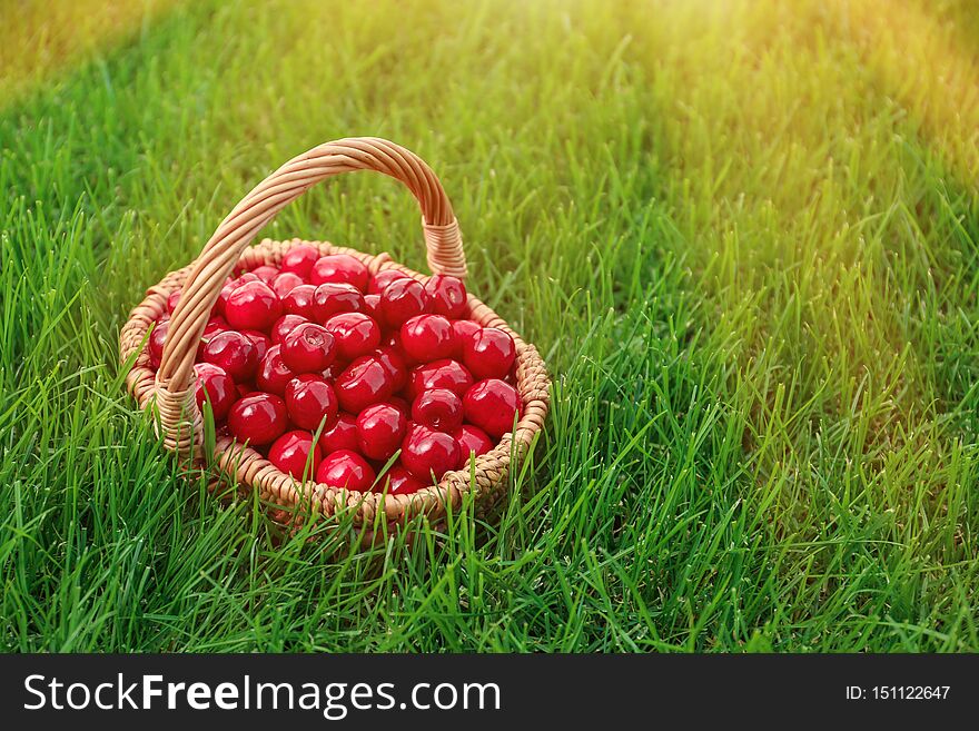 Wicker basket with sweet ripe cherries on green grass