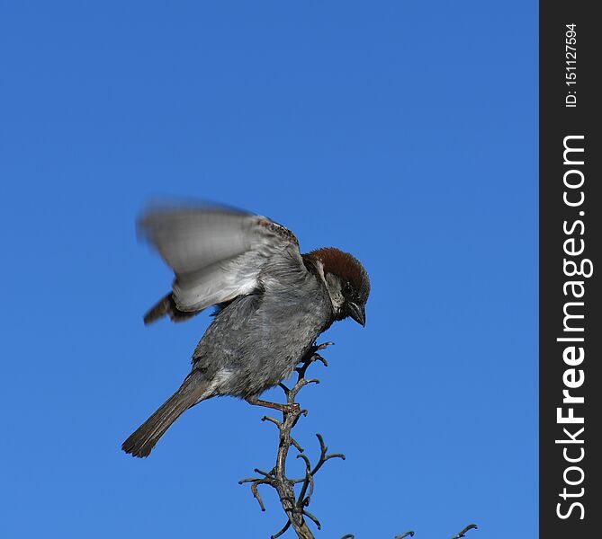 House Sparrow On Branch Against Blue Sky - Passer Domesticus