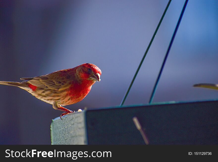 Cardinal at the feeder in the sunlight