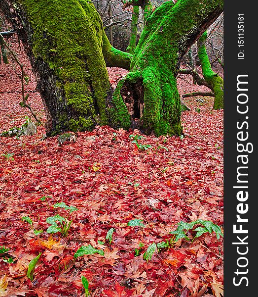 Sycamore plane tree detail with two trunks  in autumn, land covered with leaves, Planitero, Kalavryta Greece.