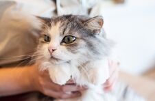 Closed Up Grey And White Cute Cat Was Hug By Human Who Love Animal Stock Photo