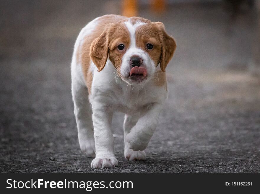 Cute baby dog brittany spaniel looking at camera, close up, walking towards