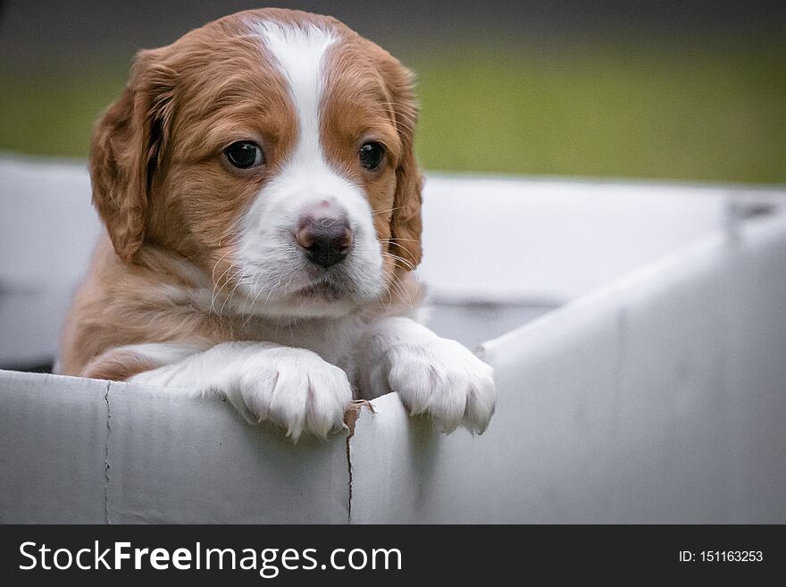 Cute baby brittany dog looking out of the box, close up, wants to escape