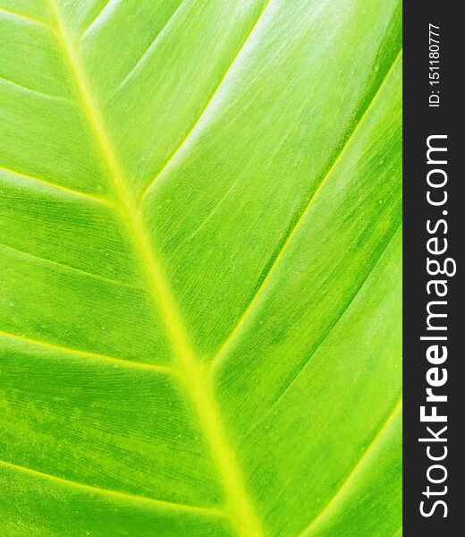 Abstract green leaf texture for background.