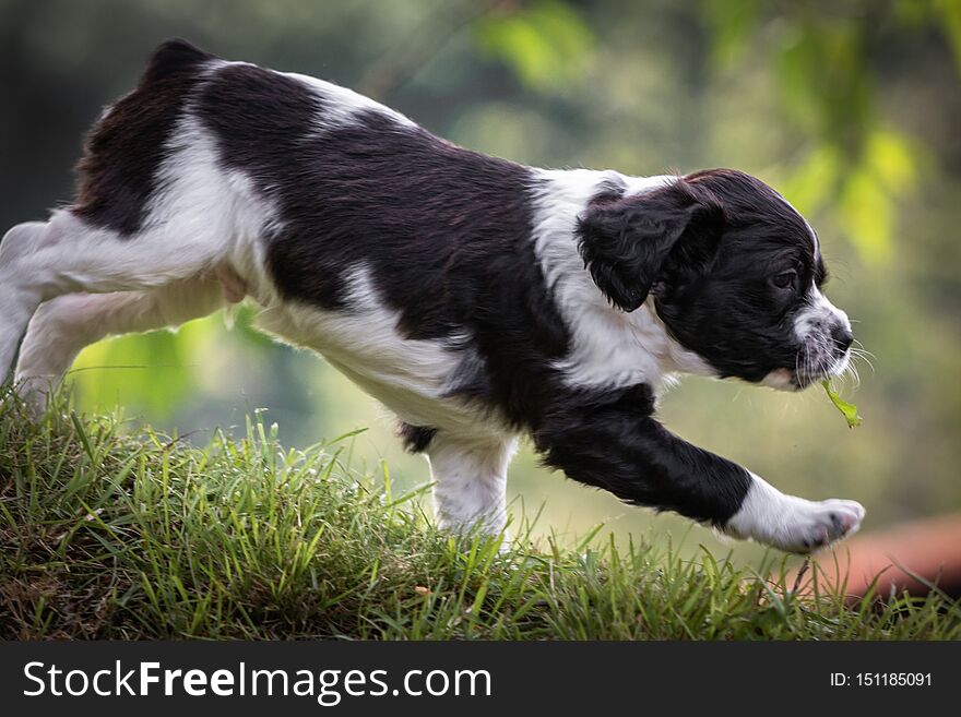 Cute and curious black and white baby brittany spaniel dog puppy portrait running in meadow