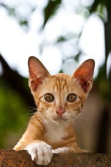 Orange Kitten Looking At You Royalty Free Stock Photo Orange Kitten Looking At You Royalty Free Stock Photo