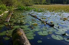 Lily Pads Royalty Free Stock Photography Lily Pads Royalty Free Stock Photography