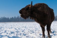 Lowing European Bison (Bison Bonasus) Female Stock Photography Lowing European Bison (Bison Bonasus) Female Stock Photography