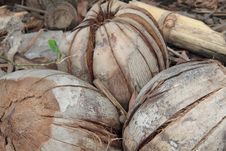 Coconut Royalty Free Stock Image Coconut Royalty Free Stock Image