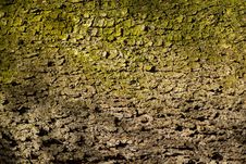 Tree Bark Stock Image