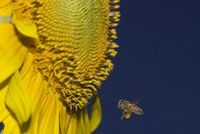 Apis Mellifera Honey Bee Meets Sunflower Stock Photos
