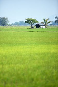 Rice Field Stock Photos
